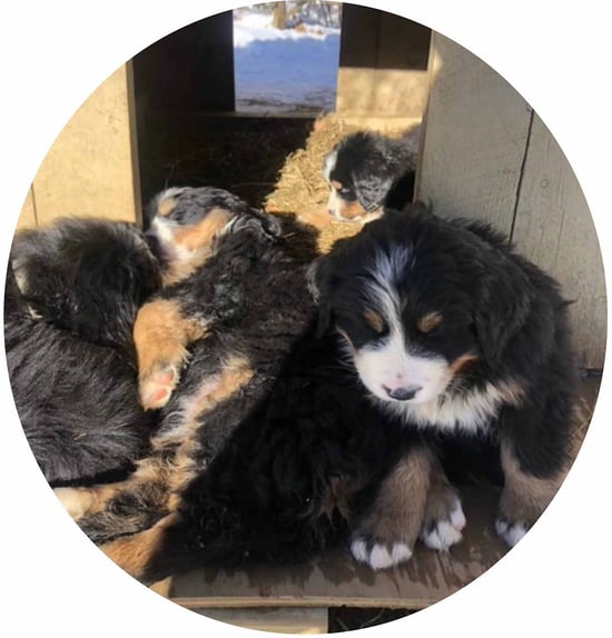 Advanced Medical Imaging For Veterinary Practices